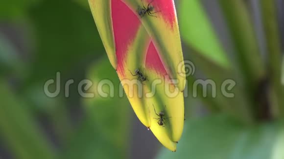 匍匐在野生黑龙或龙虾的花序上的蚂蚁特写散发着粉红色和绿色的花朵上面覆盖着视频的预览图