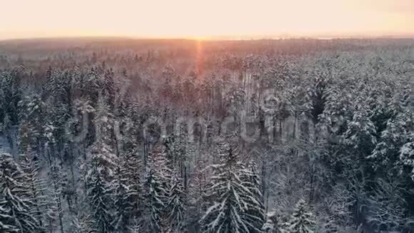 冬季日落时森林丘陵的鸟瞰图针叶树的树冠被明亮的夕阳照亮视频的预览图
