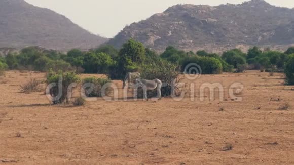 非洲斑马在干旱季节灌木丛中的平原上放牧干草视频的预览图