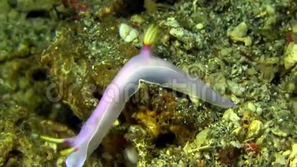 苏拉威西兰贝赫海峡珊瑚上的海普赛奥多里斯布洛克I裸视频的预览图
