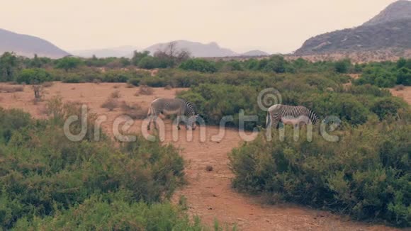 非洲斑马在干旱季节灌木丛中的平原上放牧视频的预览图