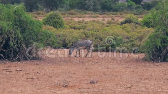 非洲斑马在干旱季节灌木丛中的平原上放牧干草视频的预览图