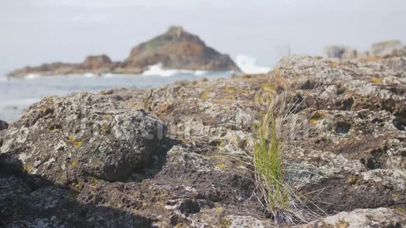 澳大利亚海岸景观含羞草岩石视频的预览图