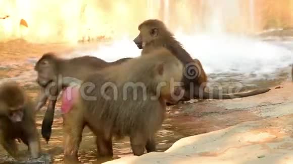 动物园里的哈马德里亚斯狒狒一家视频的预览图