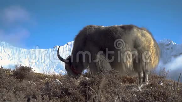 喜马拉雅山的牦牛视频的预览图