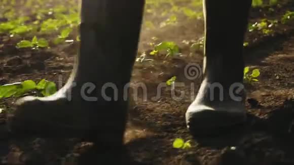 农夫穿着橡胶靴在田野上行走特写镜头视频的预览图