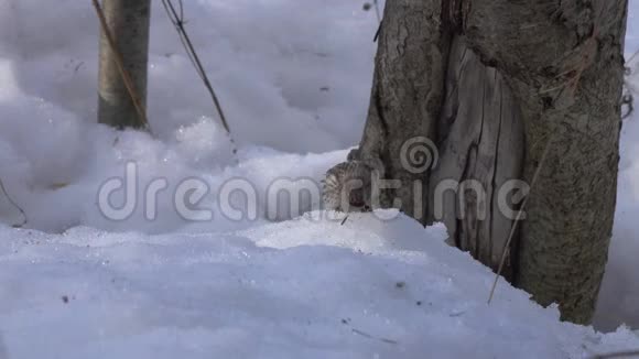 春初雪中常见红花雌性采食视频的预览图