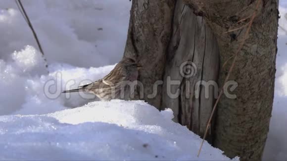 春初雪中常见红花雌性采食视频的预览图
