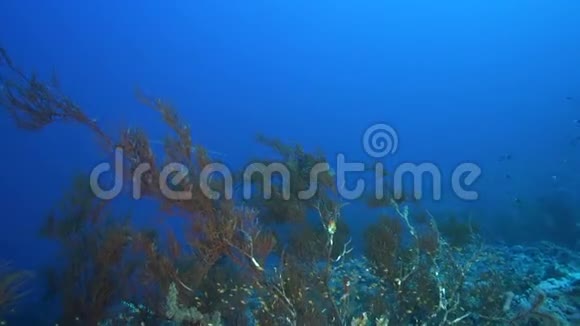 红海苏丹珊瑚中浓密的黑珊瑚与黄条斑节神仙鱼的对分视频的预览图