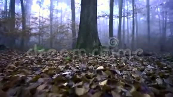 在森林里流浪的射击视频的预览图