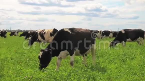 在草地上放牧奶牛牛吃草慢慢地穿过田野视频的预览图