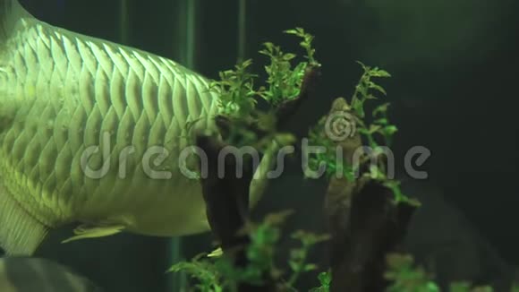 巨大的阿拉瓦纳鱼在水族馆的水中游泳接近在家庭水族馆的水下游泳的异国鱼类观看视频的预览图