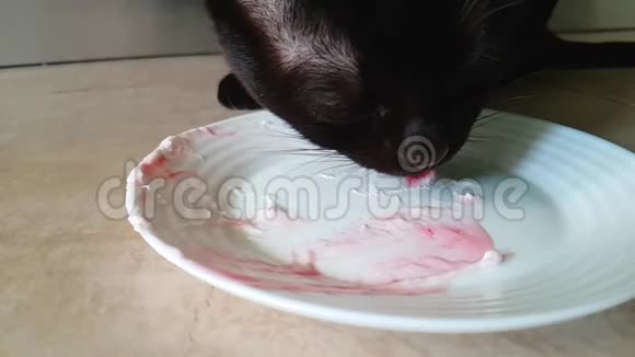 缅甸猫从盘子里吃冰淇淋奶酪干酪视频的预览图