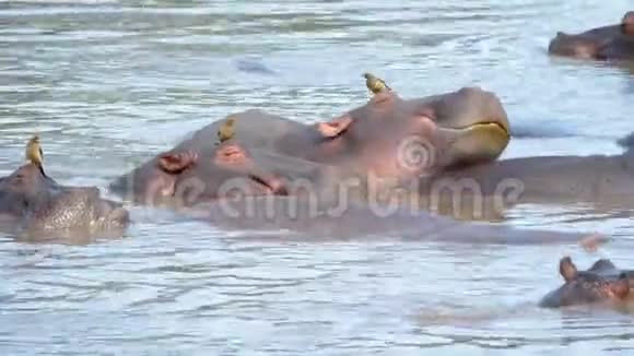 非洲河马群在泥泞的河流中睡觉休息视频的预览图