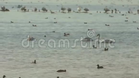 保加利亚波莫里大盐湖上的鹅和鸭子视频的预览图