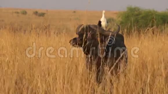 野生非洲水牛视频的预览图