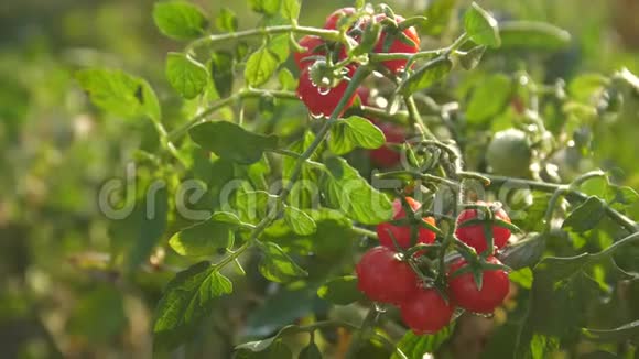 清晨的阳光洒在樱桃番茄上浆果在晨光中闪耀视频的预览图
