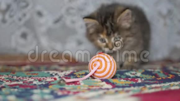 可爱的灰色小猫在家里地毯上玩耍视频的预览图