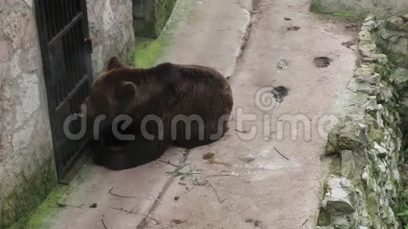 一只成年棕熊用勺子吃蜂蜜一个男人正在用篦子喂熊视频的预览图