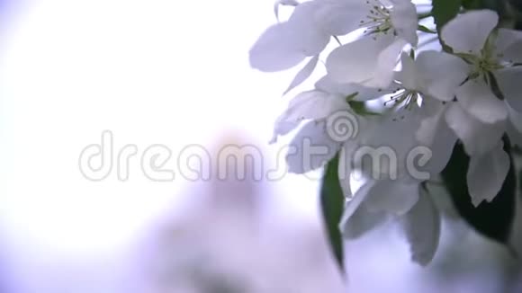 教堂背景下白色树木花朵的特写库存录像美丽的樱桃开着白花视频的预览图