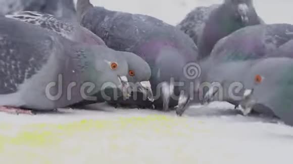 鸽子在雪中啄食谷物在晴朗的冬日一群鸽子在雪地里啄谷粒视频的预览图