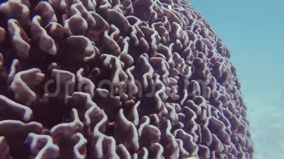珊瑚头在水下视频的预览图