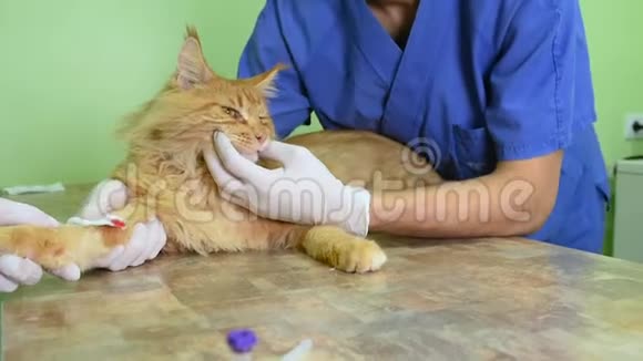 一家兽医诊所正在检查红毛猫视频的预览图