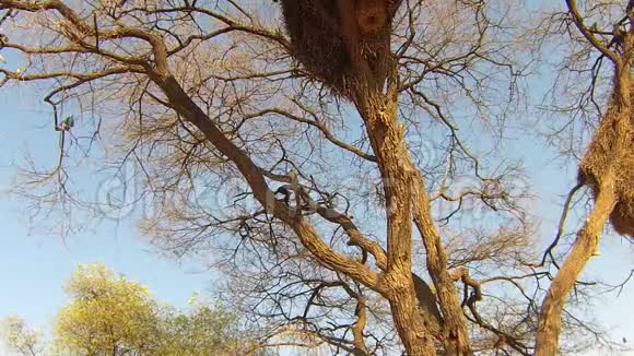 纳米比亚织布鸟一家窝在树上视频的预览图