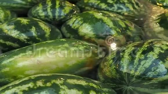 很多大西瓜在水里夏季水果背景视频的预览图