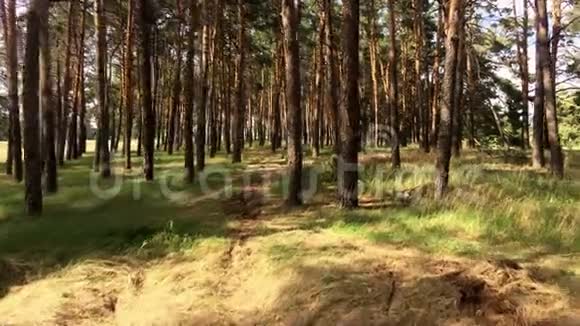 一个夏天的松林摄像机的移动视频的预览图