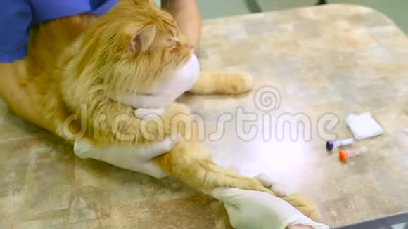 一家兽医诊所正在检查红毛猫视频的预览图