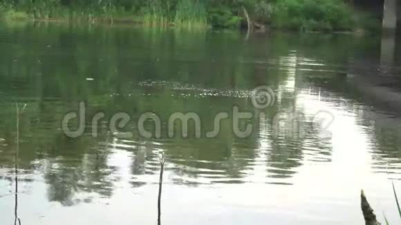 阿奎隆的一个人从河里出来视频的预览图