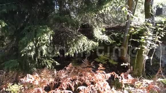 森林里阳光明媚的一天秋天的开始视频的预览图
