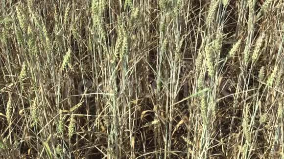 干旱旱田土地有小麦小麦无穗叶茎土壤气候干燥视频的预览图