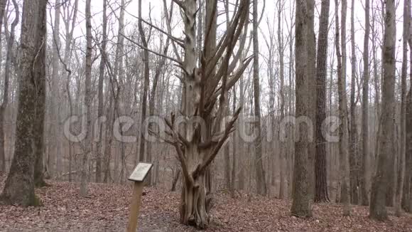 乔治亚州斯威沃特溪公园一棵长着奇怪四肢的雪松树没有音频视频的预览图