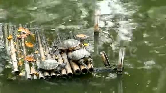 里维斯乌龟坐在竹筏上视频的预览图