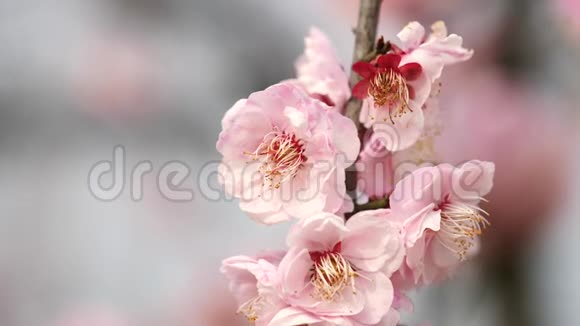 春天的花朵系列粉红色的梅花在微风中绽放放大视频近距离观看4K电影慢动作视频的预览图