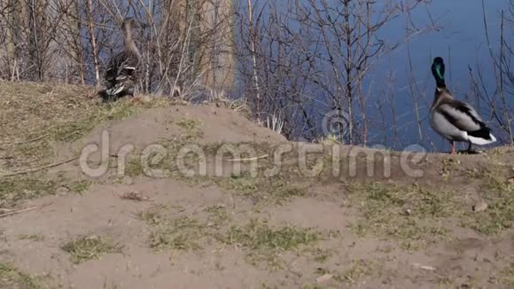 马拉德野鸭鸭鸭嘴兽走在池塘旁边视频的预览图