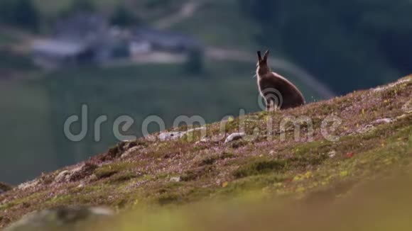山野兔莱珀斯胆小坐在一个山边的凯恩斯国家公园在7月初的早晨视频的预览图