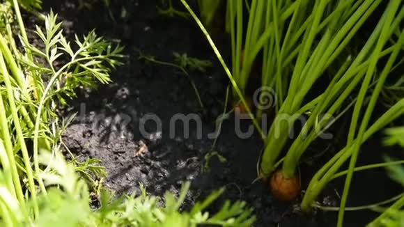 胡萝卜在果园里收获视频的预览图