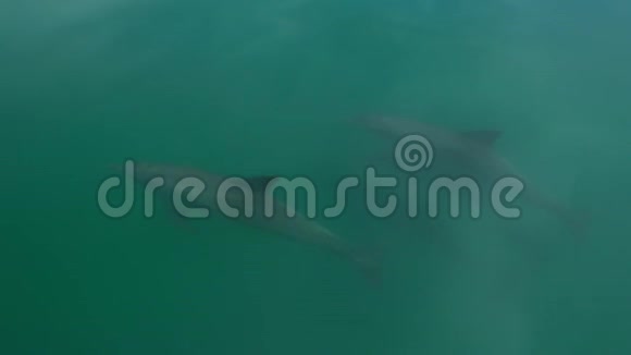 澳大利亚海滩岸边的海豚视频的预览图