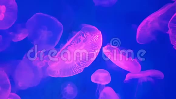 4K一组荧光粉水母在水族馆游泳池游泳透明水母水下镜头发光美杜莎视频的预览图