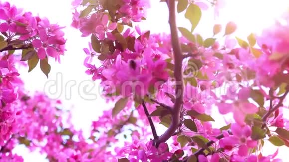蜜蜂在开花的粉红色树枝上采集花蜜特写镜头慢镜头视频的预览图