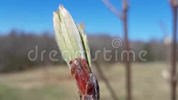 一种幼树的茎上面有第一片叶子镜头移动和移动的树枝和树叶从风视频的预览图