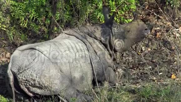 印度犀牛独角兽也叫睡在草地上的大一角犀牛视频的预览图