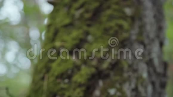 树干上的苔藓特写镜头视频的预览图