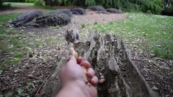 手动喂养松鼠高清视频视频的预览图