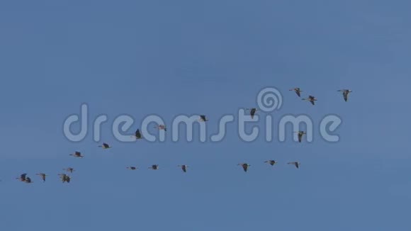 成群的野灰鹅在飞行中迁徙视频的预览图