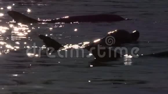 三只海豚以静止的姿势射击视频的预览图