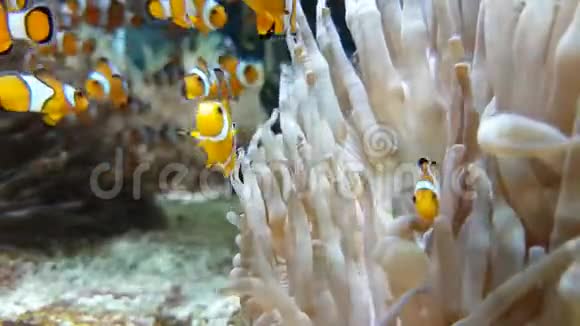 许多小丑鱼和海葵伙伴关系视频的预览图